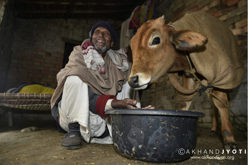 Two Hungry Cows