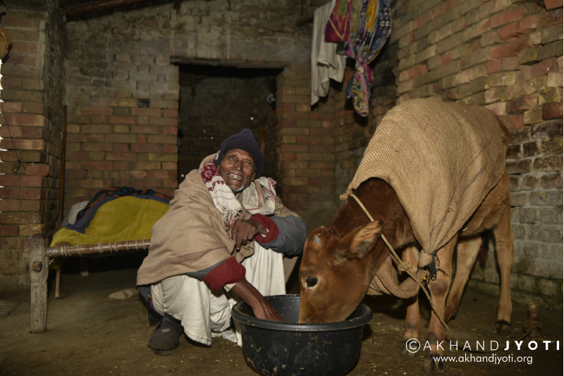 Lakshman feeding his cow